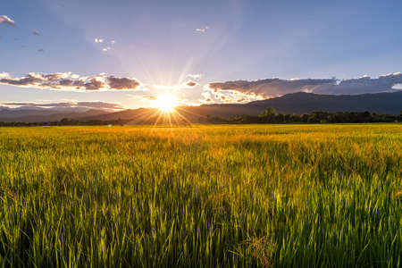 Green rice field at sunrise of mountain background.の写真素材