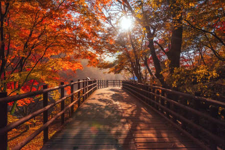 Autumn Maple  in Naejangsan national park, South koreaの写真素材