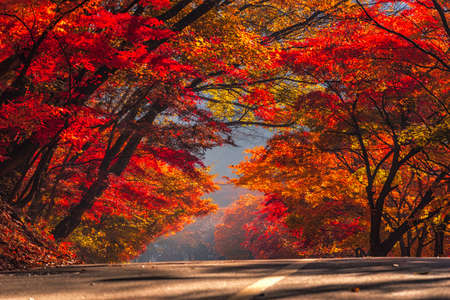 Autumn Maple  in Naejangsan national park, South koreaの写真素材