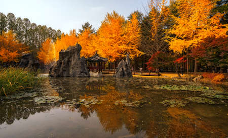 Autumn beauty of the nami island in the fall.The leaves are changing colors.の写真素材
