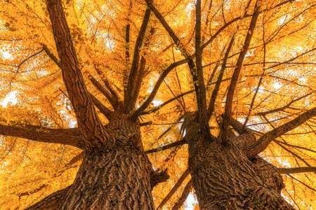 Autumn Ginkgo nami island in Korea.の写真素材