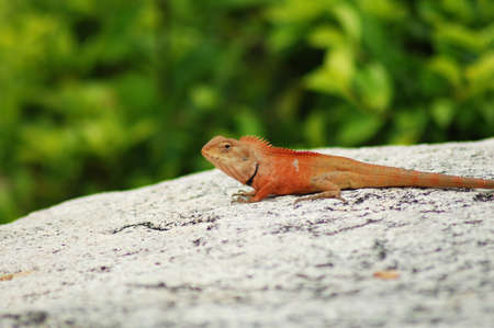 Chameleonの写真素材