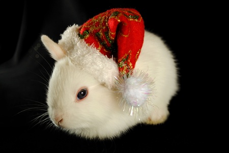White Christmas Santa rabbitの写真素材