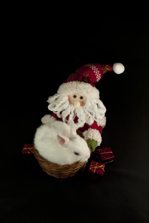 White Christmas Santa rabbitの写真素材