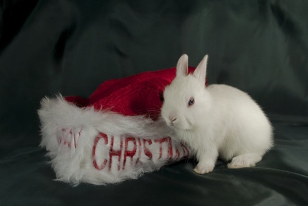 White christmas santa rabbitの写真素材