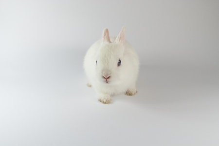 white metal rabbit bunny Santaの写真素材