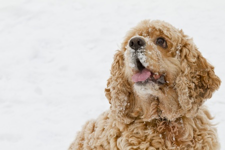 Red spaniel dog play in the snow in winter looks requests haveの写真素材
