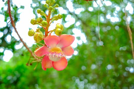 Sal tree. flowerの素材