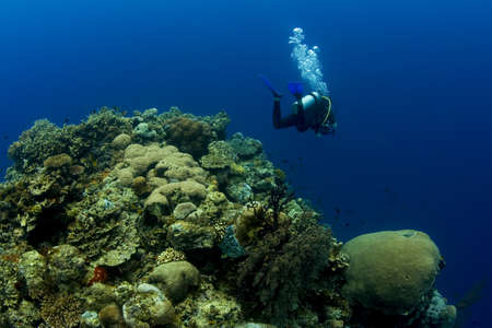 SCUBA diver swimming over a coral reef crest, taken in Wakatobi, Indonesiaの写真素材
