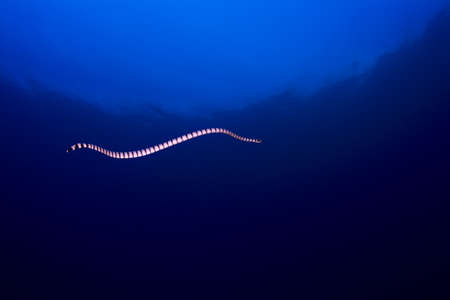 Banded sea krait (Laticauda colubrina) sea snake swimming through the open ocean. Taken in the Wakatobi, Indonesia.の写真素材