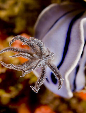Gill detail of a Chromodoris willani nudibranch (sea slug ). Taken in the Wakatobi, Indonesia.の写真素材