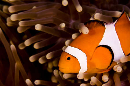 Clown anemonefish (Amphiprion percula) swimming across the shot in an anemone. Taken in the Wakatobi, Indonesiaの写真素材