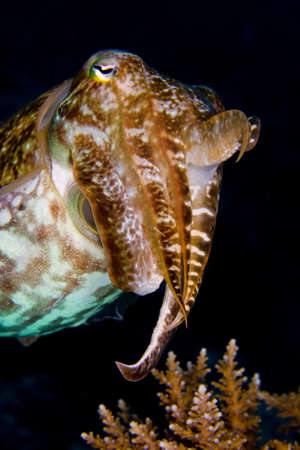 Cuttlefish (cephalopod) floating above coral with a raised tentacle, on a dark background. Taken in the Wakatobi, Indonesia.の写真素材