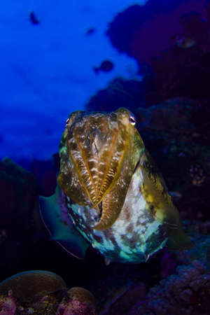 Cuttlefish (cephalopod) floating above a coral reef. Taken in the Wakatobi, Indonesia.の写真素材