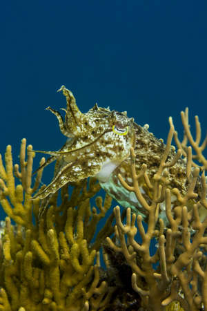 Cuttlefish swimming amongst yellow soft coral with tentacles raised. Taken in the Wakatobi, Indonesia.の写真素材