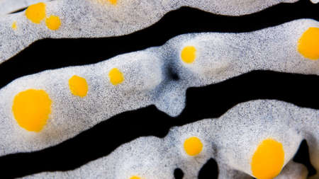 Detailed macro of the patter on a Phyllidia varicosa nudibranch (sea slug) on a coral reef. Taken in the Wakatobi, Indonesia.の写真素材
