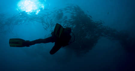 Diver swimming under a shoal of jacks (Carangidae) with the sun above. Taken at Tulumben, Bali, Indonesia.の写真素材