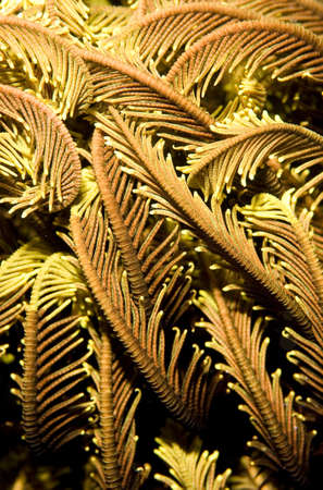Macro image of orange feather star (crinoid) texture. Taken in the Wakatobi, Indonesiaの写真素材