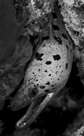 Face of a fimbriated moray eel (Gymnothorax fimbriatus) taken in black and white. Taken in the...