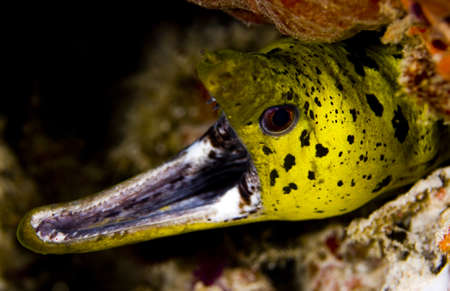 Face of a fimbriated moray eel (Gymnothorax fimbriatus) with gaping jaw showing teeth. Taken in the...