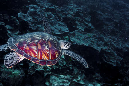 Green turtle (Chelonia mydas) swimming over a coral reef, with shell detail standing out. Taken in...