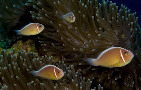 Four pink anemonefish (Amphiprion perideraion) in an anemone. Taken in the Wakatobi, Indonesia