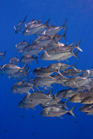 Shoal of jacks (Carangidae) swimming in the blue, taken close up. Taken in Sipidan, Borneo, Malaysia.の写真素材