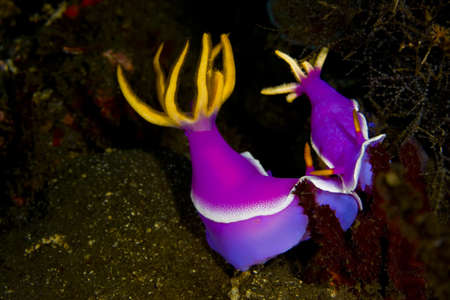 Pair of purple dorid nudibranchs (Hypselodoris apolegma) on black volcanic sand. Taken at Tulumben, Bali, Indonesia.の写真素材