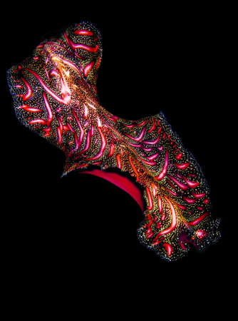 Persian carpet flatworm (Pseudobiceros bedfordi), also known as Bedford's flatworm, swimming with a dark background. Taken in the Wakatobi, Indonesia.の写真素材