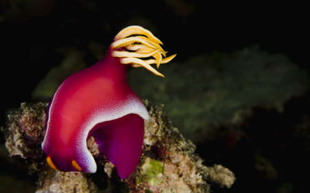 Pink dorid nudibranch (Chromodoris bullocki) in the current on a coral reef. Taken in the Wakatobi, Indonesia.の写真素材
