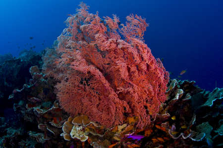 Pink gorgonian sea fan with anthia fish community. Taken in the Wakatobi, Indonesia