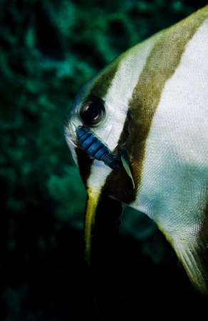 Pinnate spadefish (Platax pinnatus) with a parasite on its cheek, swimming across the image. Taken in the Wakatobi, Indonesia.の写真素材