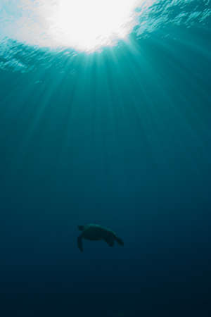 Green turtle (Chelonia mydas) swimming towards the surface under sun beams. Taken in Sipidan, Borneo, Malaysia.の写真素材