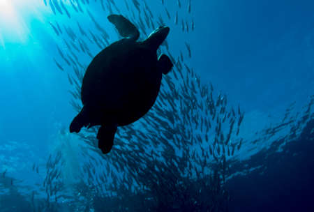 Green turtle (Chelonia mydas) crossing under a shoal of jacks (Carangidae) in the sunlight. Taken in Sipidan, Borneo, Malaysia.の写真素材