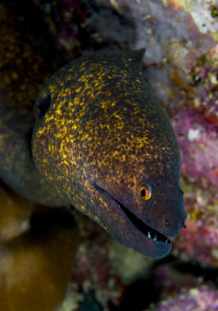 Yellow margin Moray Eel (Gymnothorax flavimarginatus) facing camera showing face detail. Taken in...