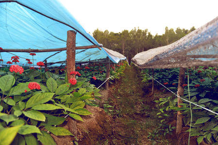 Chinese Ginseng gardenの写真素材