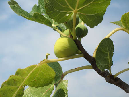 Fig fruitの写真素材