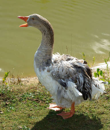 Quacking gray gooseの写真素材