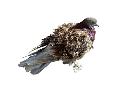 Rare curly rock pigeon isolated on whiteの写真素材
