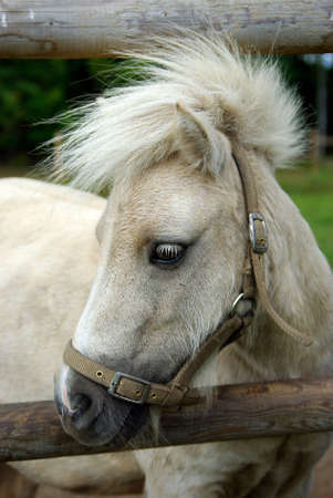 Portrait of ponyの写真素材