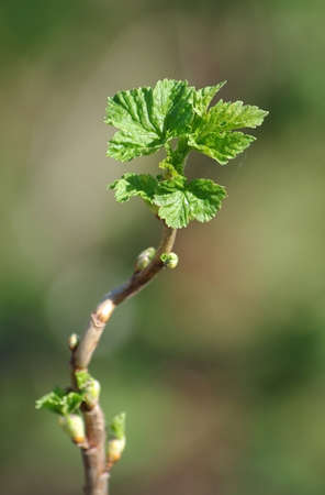Tree shoot in blurry background の写真素材