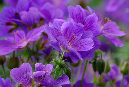 background from beautiful purple flowersの写真素材