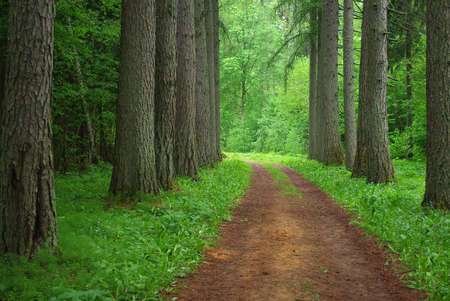 Road through old larch forest