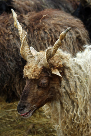 Closeup portrait of sheep with straight-curly hornsの写真素材