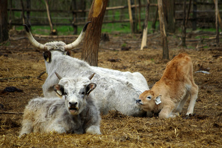 Highland cattleの写真素材