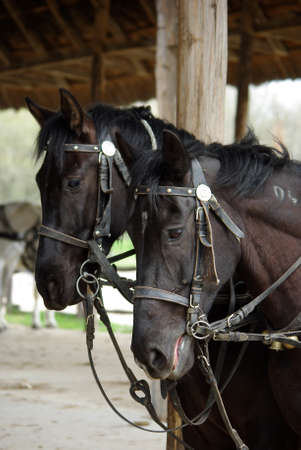 Portrait of two harnessed horsesの写真素材