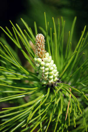 Young green cone in a pine tree