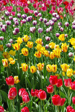 Many beautiful multicolored tulips in spring timeの写真素材