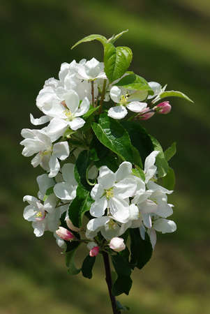 Blossoming apple tree on green grass backgroundの写真素材