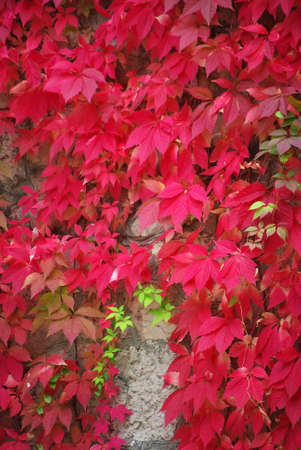 Red ivy leaves over a wallの写真素材